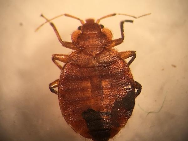 The Difference Between Bed Bug Introductions and Infestations_Header Image.jpg